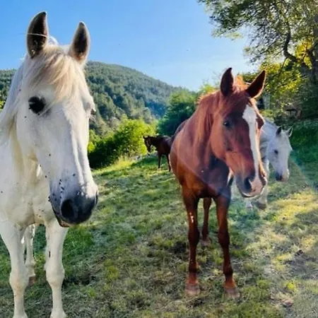Vakantiehuis Maison De Village Provencale